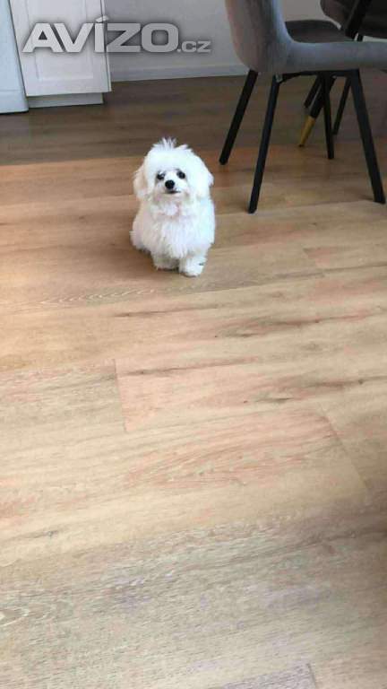 Prodám Maltezacka 