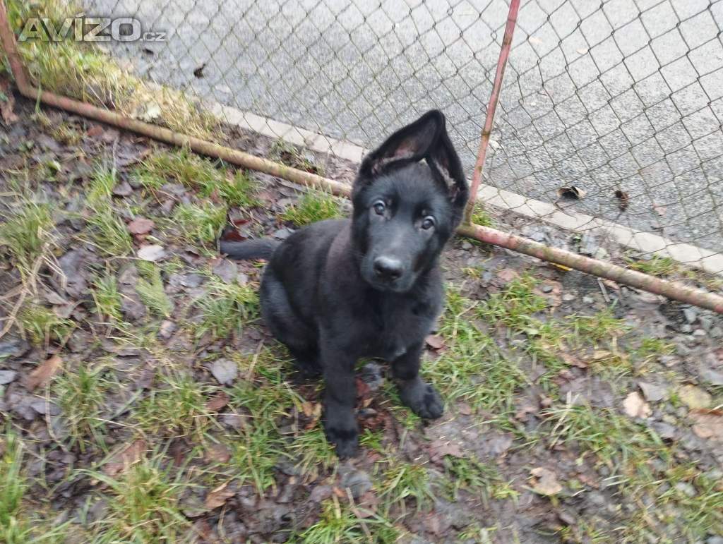 Foto inzerátu Německý ovčák - štěňata