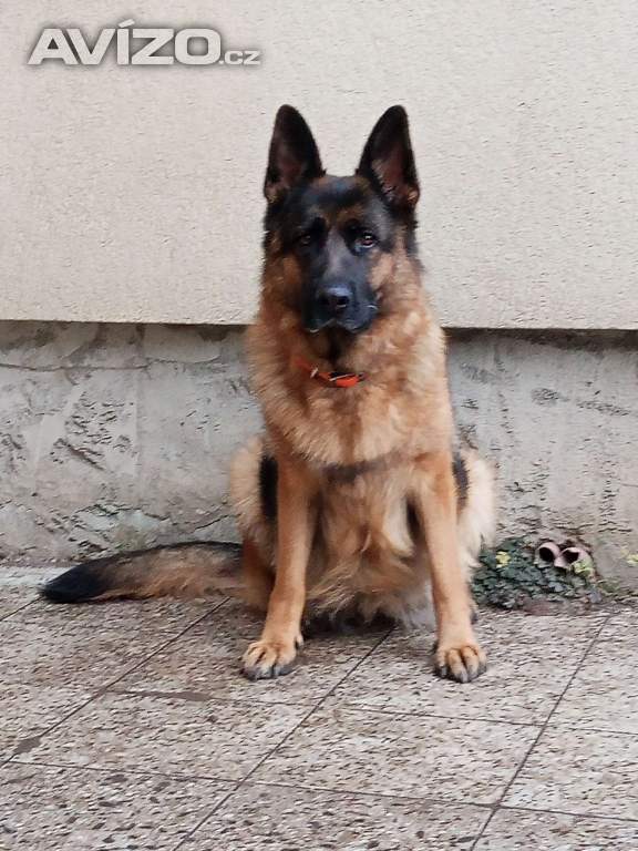 Foto inzerátu Německý ovčák - štěňátka s PP