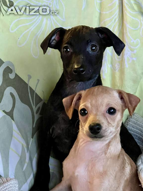 Foto inzerátu Štěně