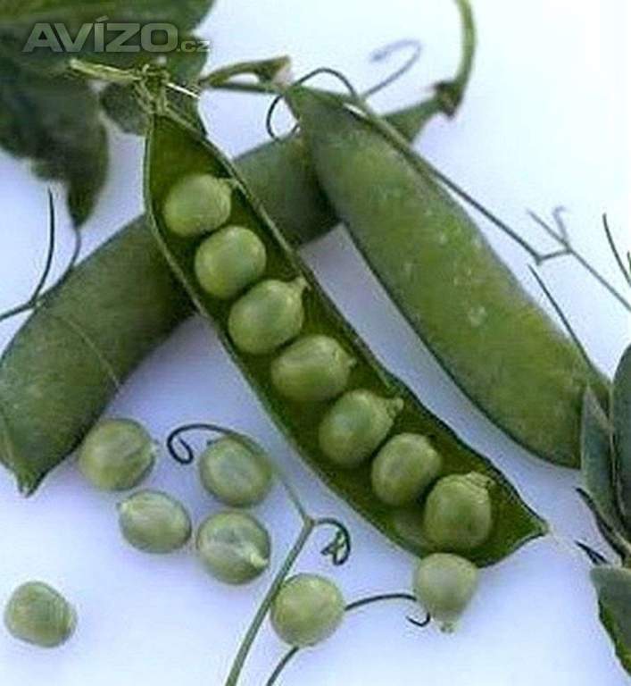 Hrách dřeňový Radovan - semena