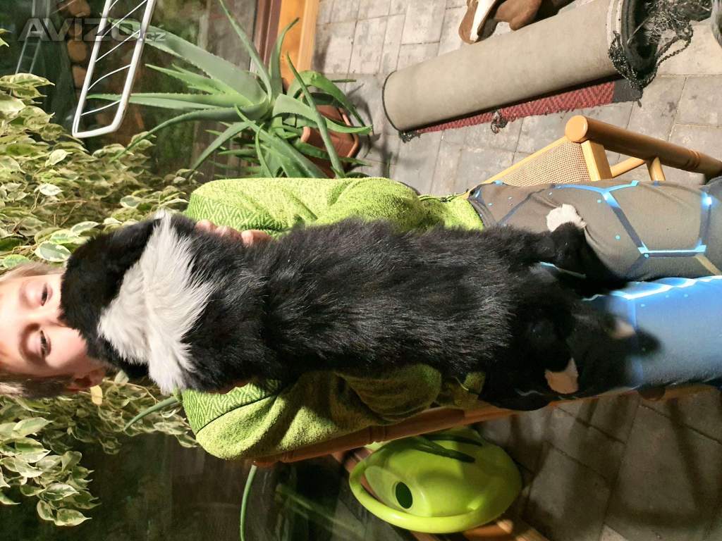 Foto inzerátu Border kolie štěňátka 