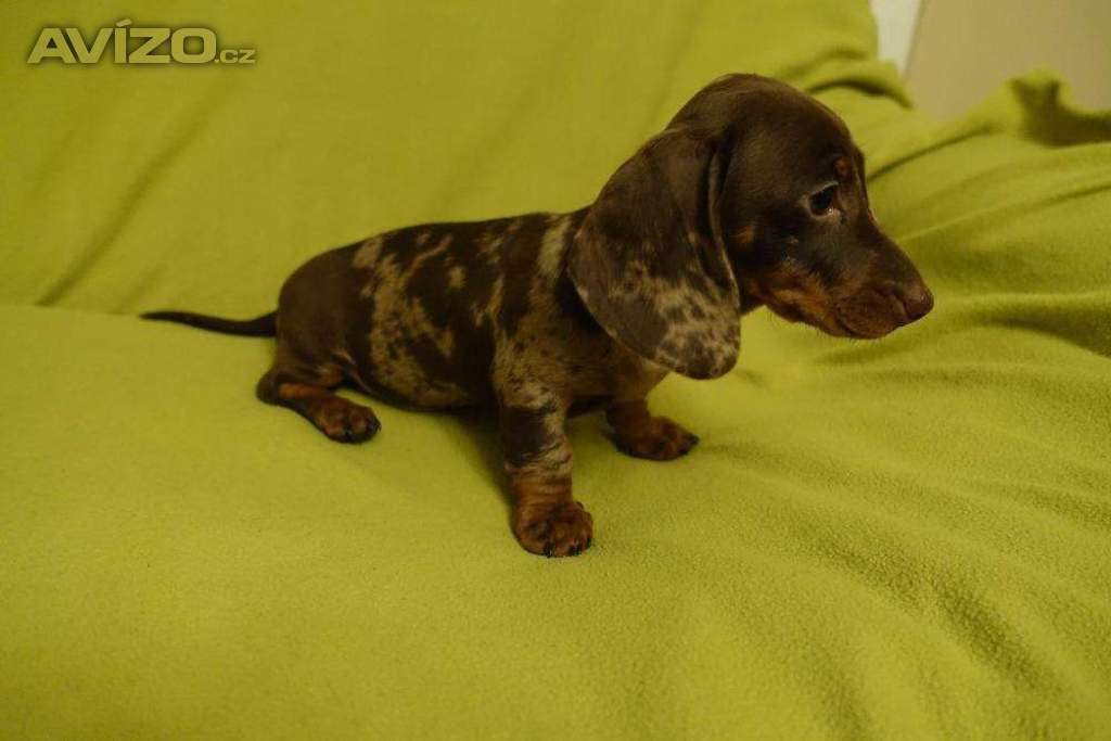 Foto inzerátu jezevčík trpasličí