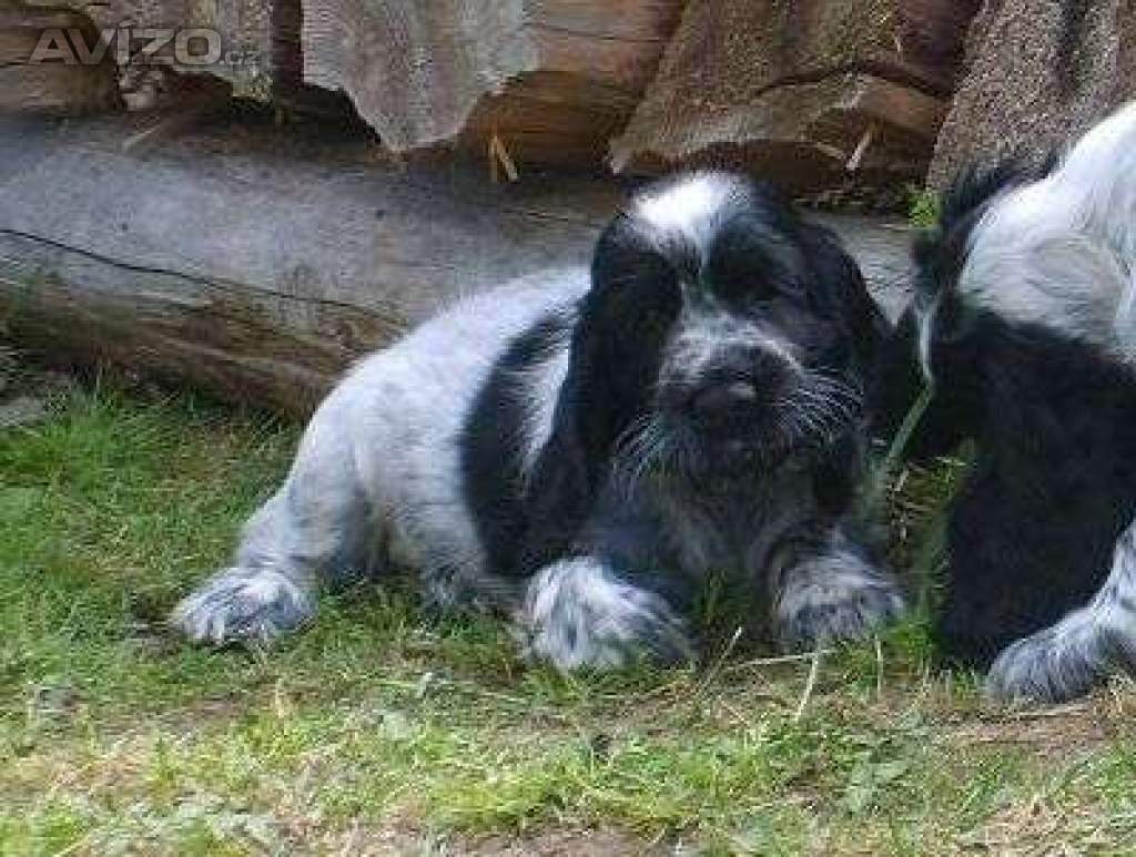 Štěňátka anglického kokršpaněla s PP pro chov, výstavy, myslivost i do bytu