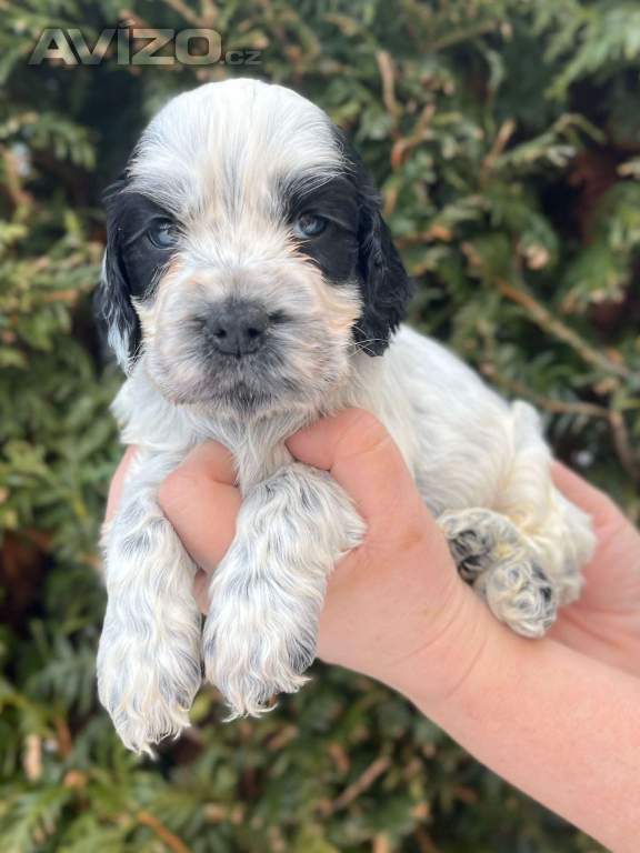 Foto inzerátu Štěňátka anglického kokršpaněla s PP pro chov, výstavy, myslivost i do bytu