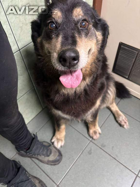 Foto inzerátu CORA - 37 kg, kastrovaná fenečka 11 let 