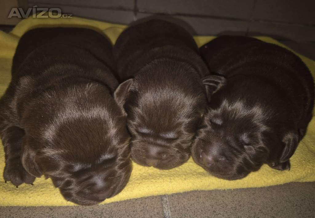 Labradorský retriever