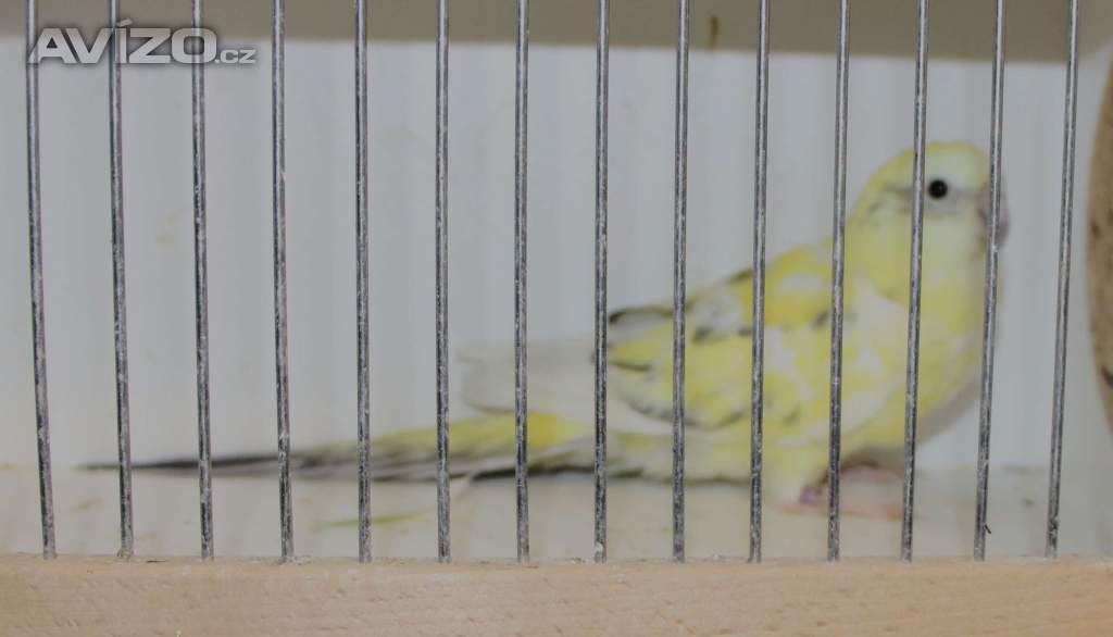 Prodám papoušky zpěvavé