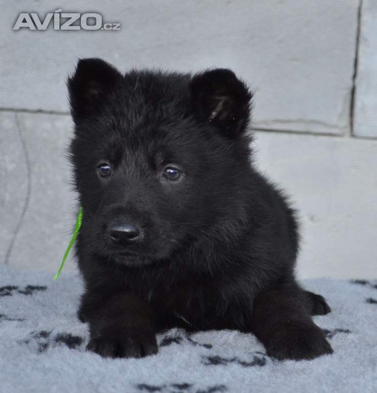 Foto inzerátu nabízím