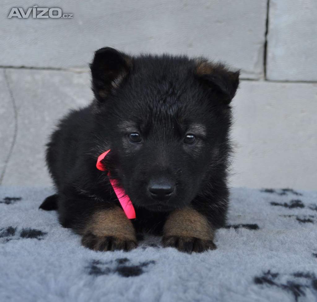 Foto inzerátu nabízím