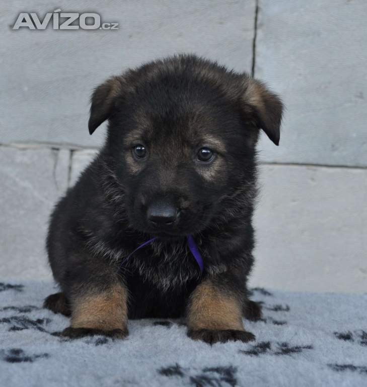 Foto inzerátu nabízím