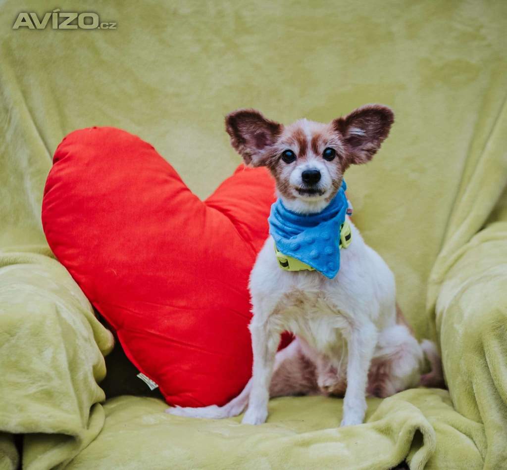 GIMMY - Papillon - kastrovaný psík 14 let 