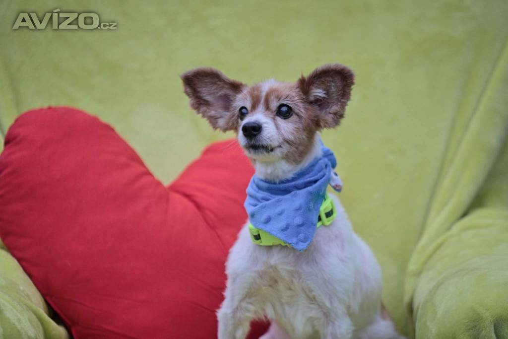 Foto inzerátu GIMMY - Papillon - kastrovaný psík 14 let 