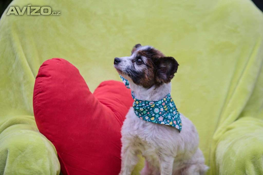 Foto inzerátu HOKY - Papillon - kastrovaný psík 13 let 