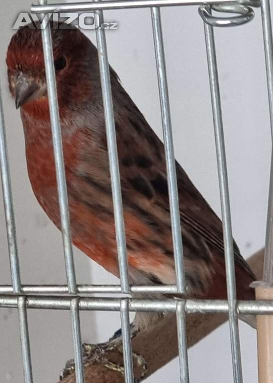 Foto inzerátu Kanár 