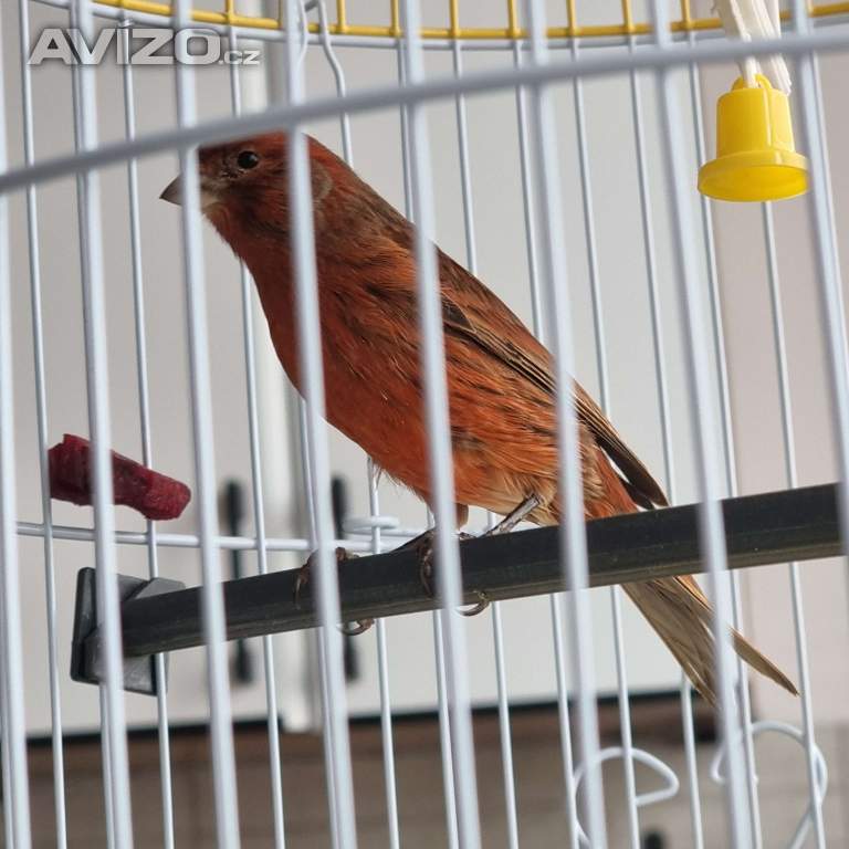 Foto inzerátu Kanár 