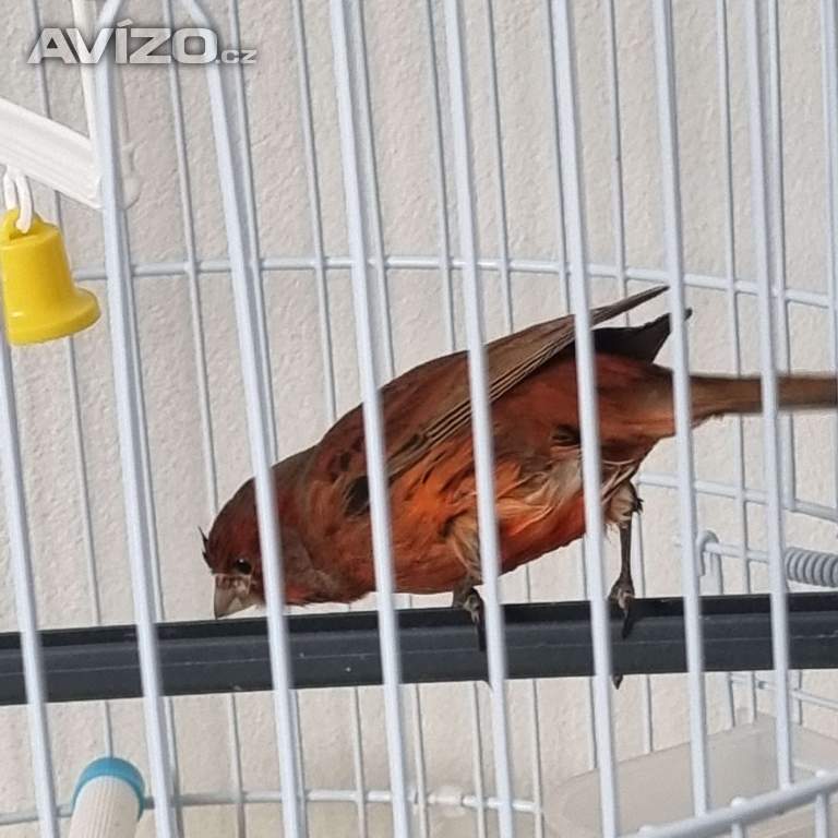 Foto inzerátu Kanár 