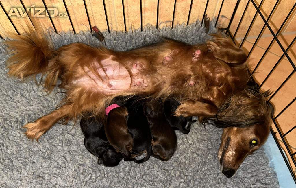 Foto inzerátu Jezevčík dlouhosrstý trpasličí/králičí s PP