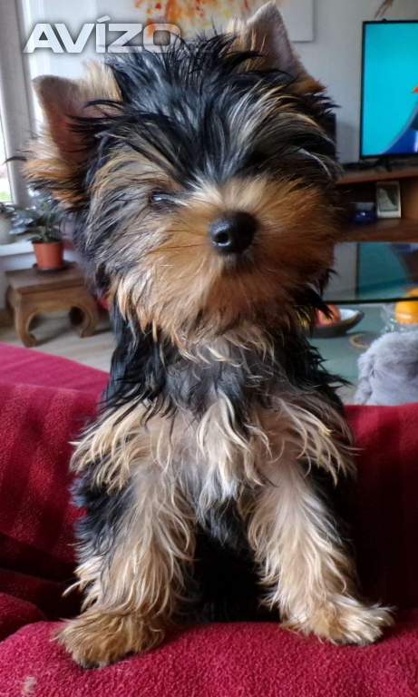 Foto inzerátu Jorkšírský terrier s PP