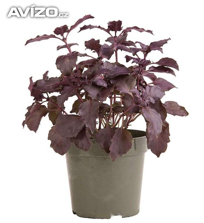 Bazalka pravá Dark Opal - semena