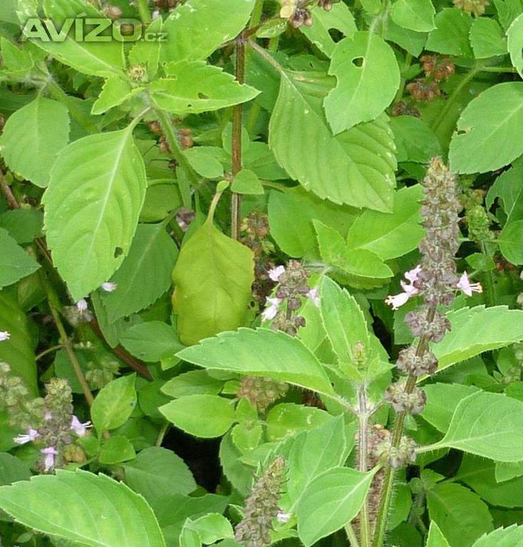 Bazalka svatá Thulsi - semena