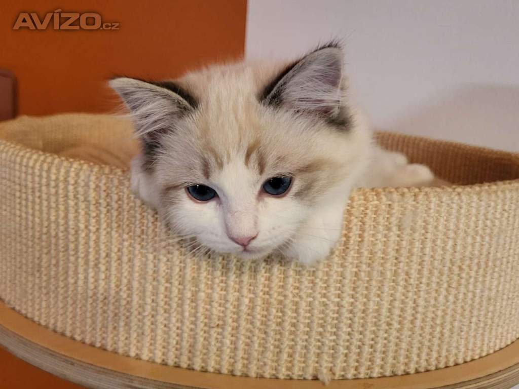 Foto inzerátu Ragdoll koťata s PP
