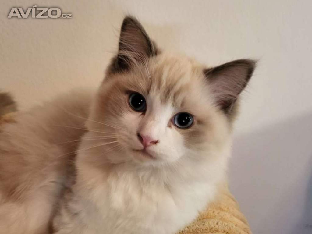 Foto inzerátu Ragdoll koťata s PP