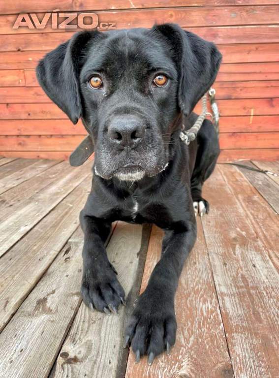 DRAKO - kastrovaný psík 1,5 roku 