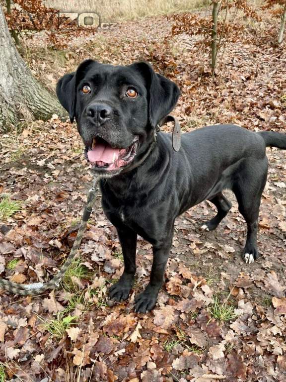 Foto inzerátu DRAKO - kastrovaný psík 1,5 roku 