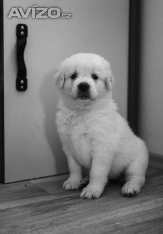 Foto inzerátu Slovenský čuvač - štěňátka s PP