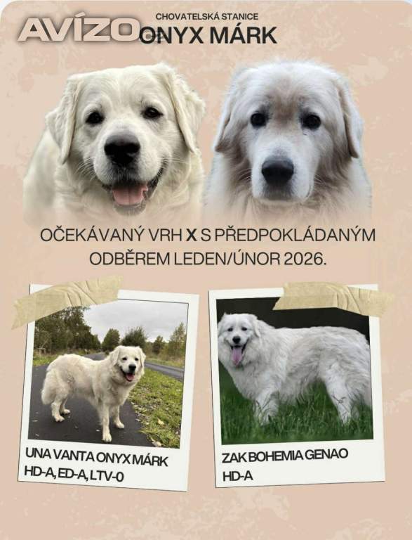 Foto inzerátu Slovenský čuvač - štěňátka s PP