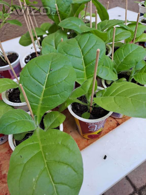 Foto inzerátu Virginský tabák semínka