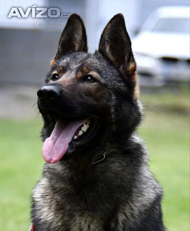 Německý ovčák štěnata s pp