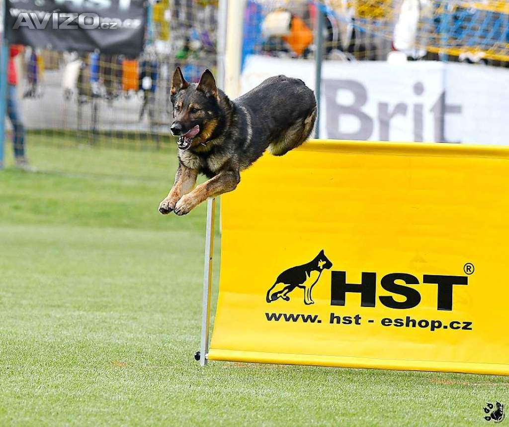 Foto inzerátu Německý ovčák štěnata s pp