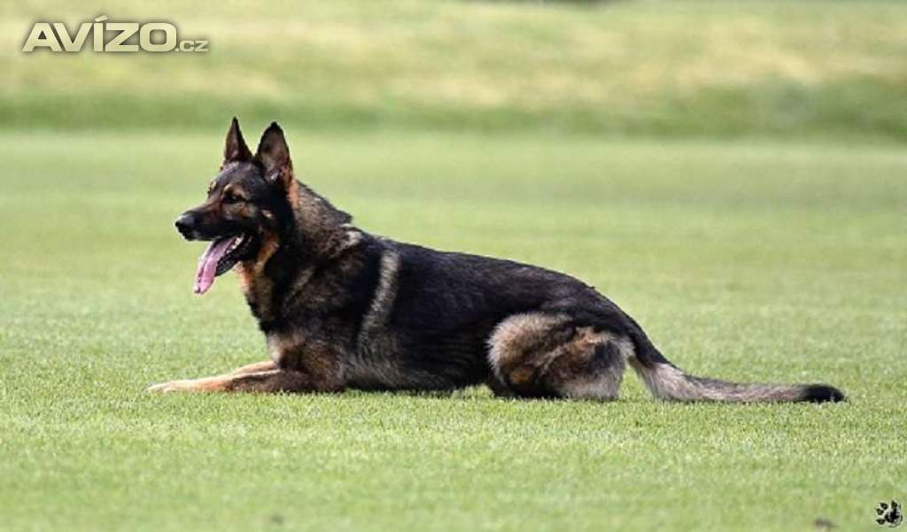 Foto inzerátu Německý ovčák štěnata s pp