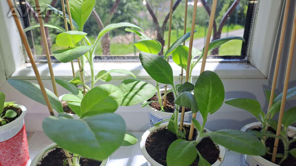 Foto inzerátu Selský tabák semínka + další