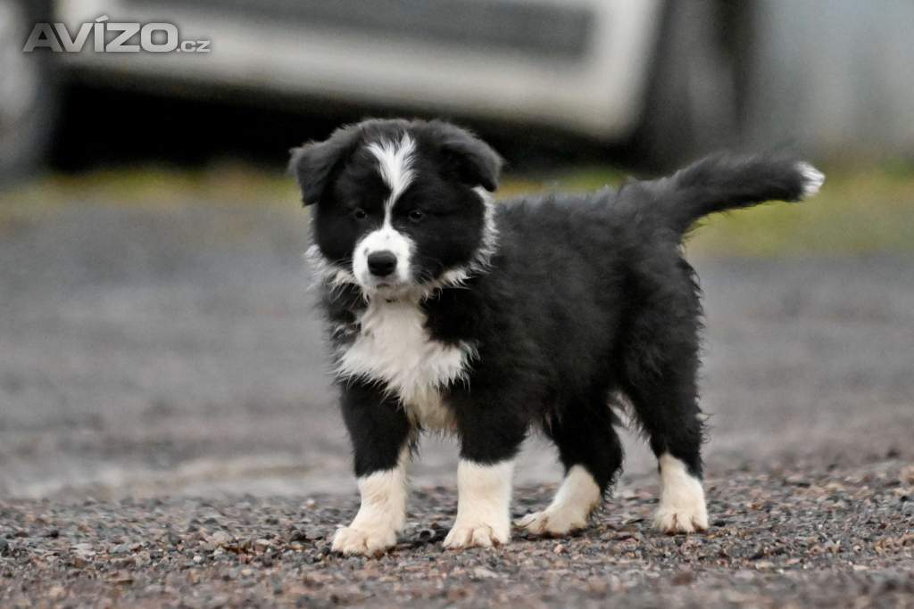 Foto inzerátu Border kolie - štěně s PP
