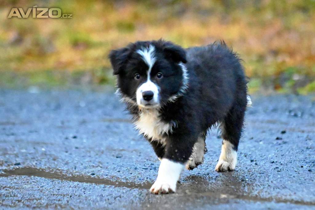 Foto inzerátu Border kolie - štěně s PP