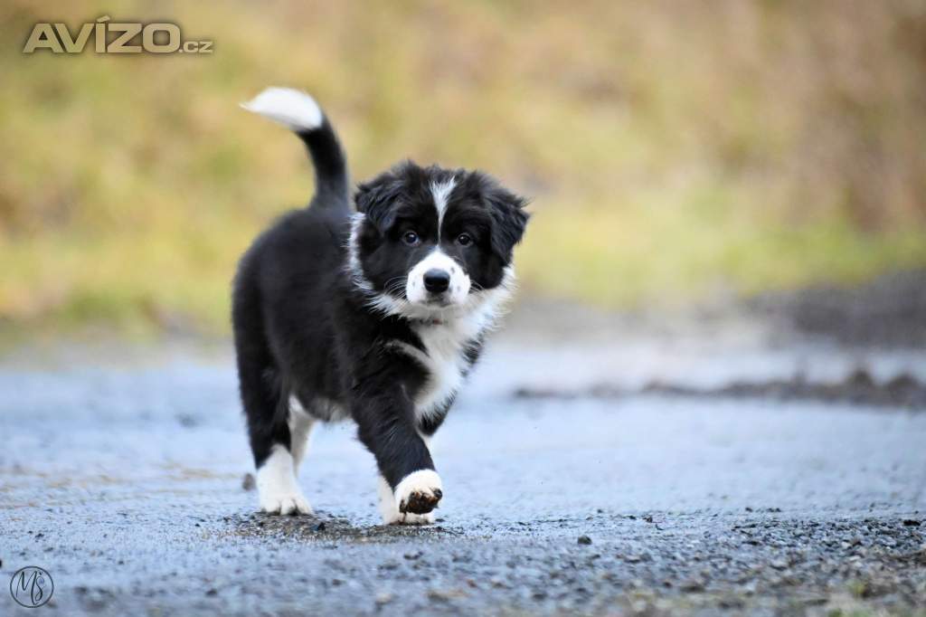 Foto inzerátu Border kolie - štěně s PP