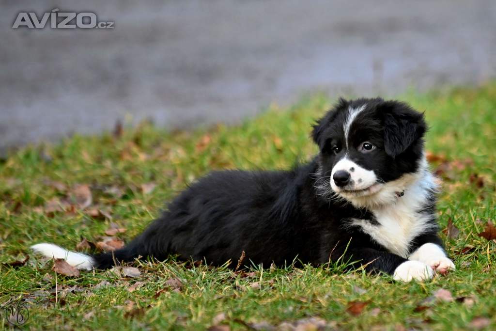 Foto inzerátu Border kolie - štěně s PP