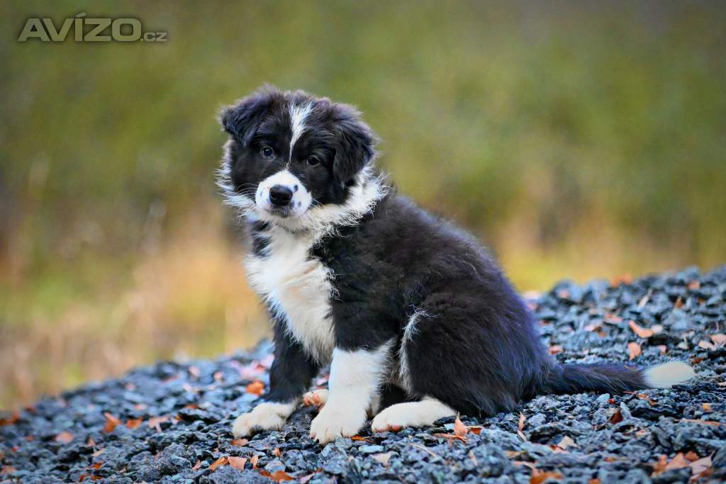 Foto inzerátu Border kolie - štěně s PP