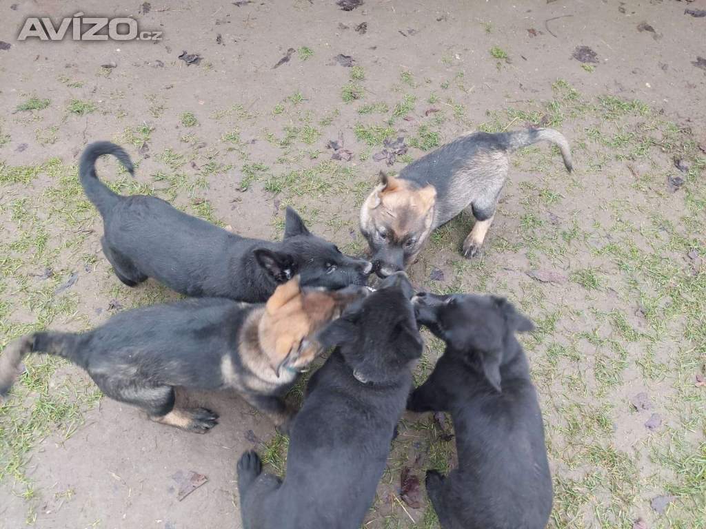 Foto inzerátu Německý ovčák 