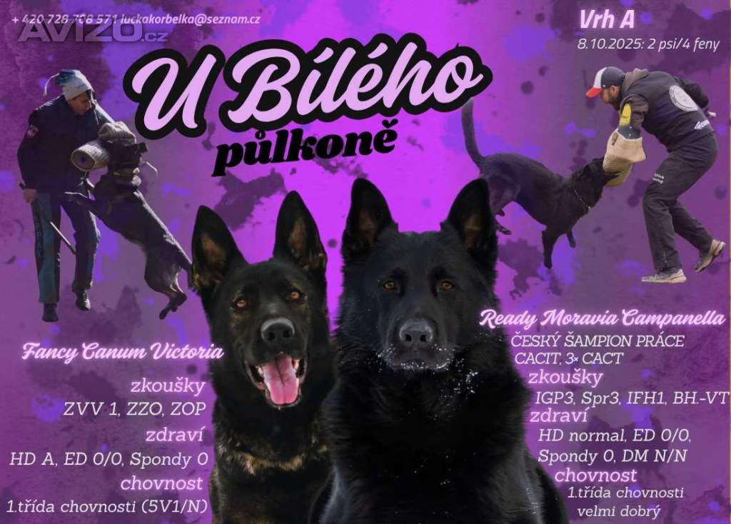 Foto inzerátu Německý ovčák 