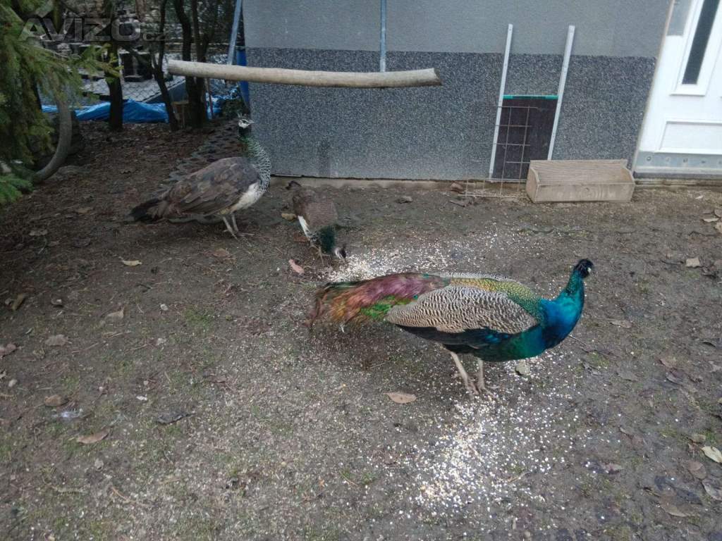 Páv modrý korunkatý, letošní mladí 