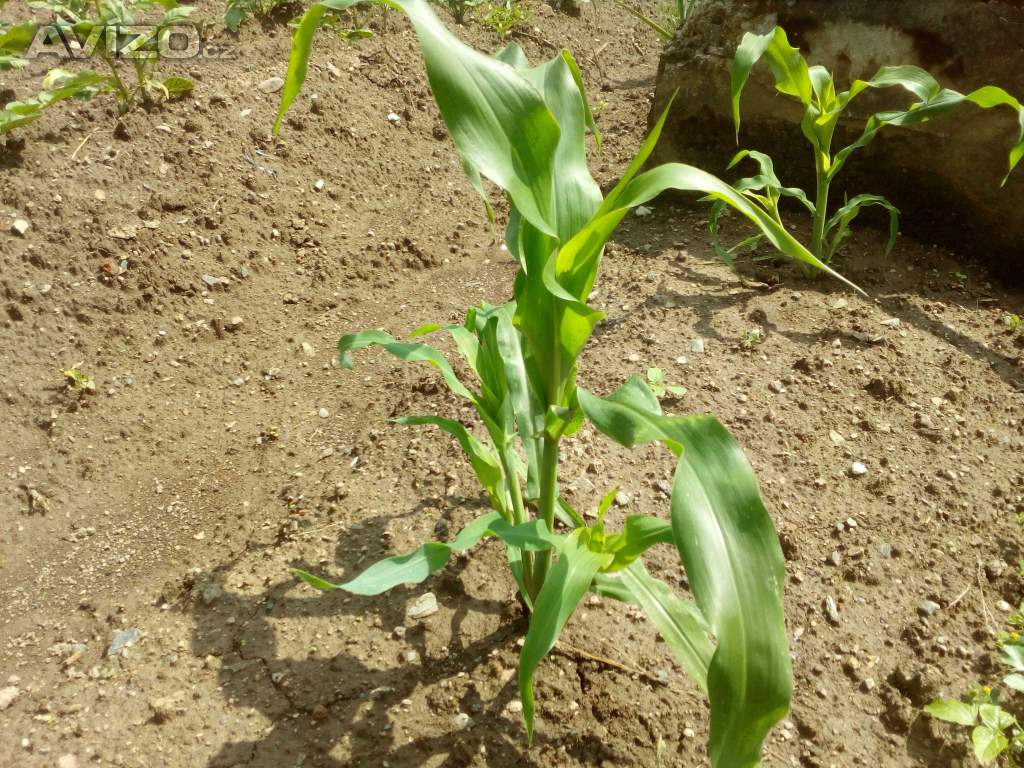 Foto inzerátu Pukancová kukuřice semena (popcorn) 3 druhy