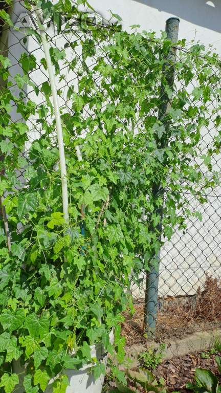 Foto inzerátu Cuca melon (mexická okurka) semínka