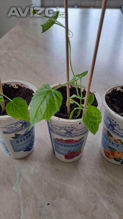 Foto inzerátu Cuca melon (mexická okurka) semínka