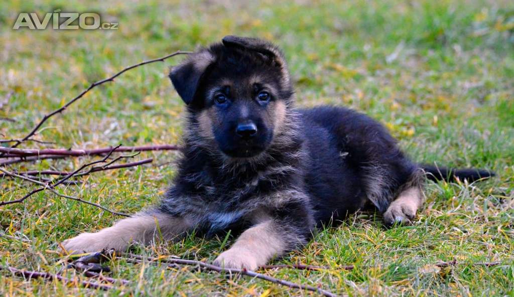 Německý  ovčák - štěňátka s PP