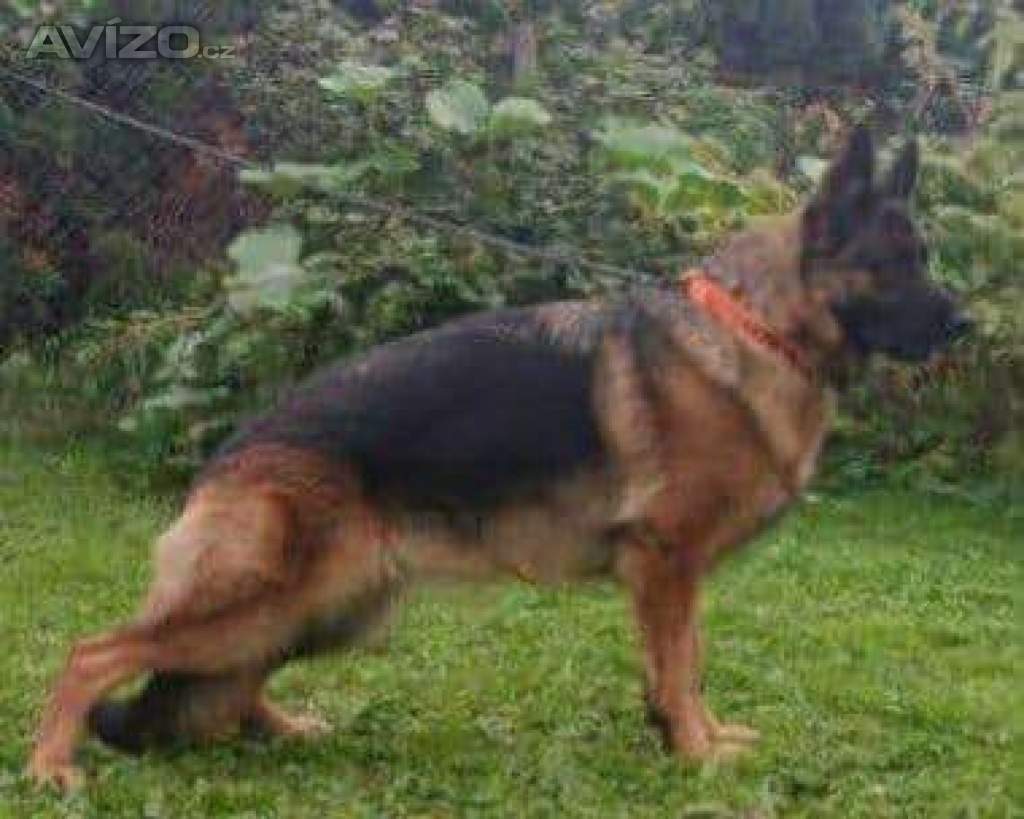 Foto inzerátu Německý  ovčák - štěňátka s PP