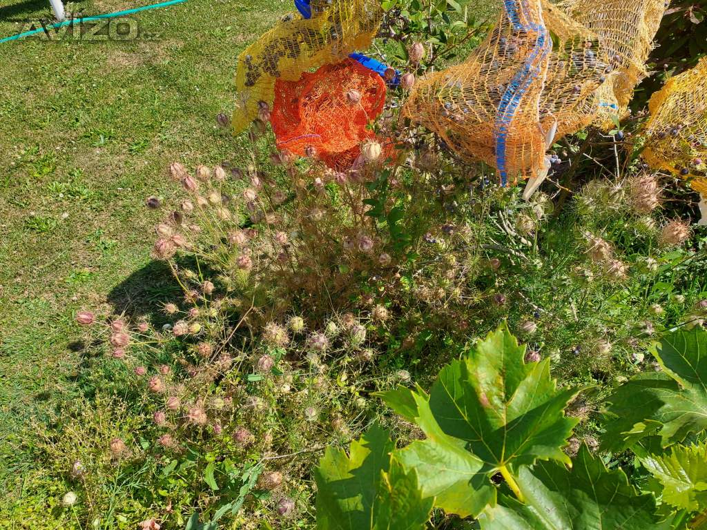 Foto inzerátu Černý kmín (černucha setá) semínka